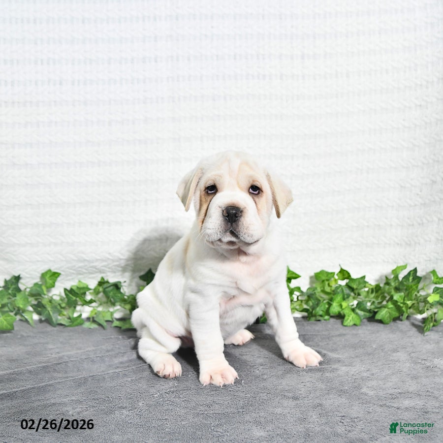 Mini Hippo dogs Bernie - Ad 1