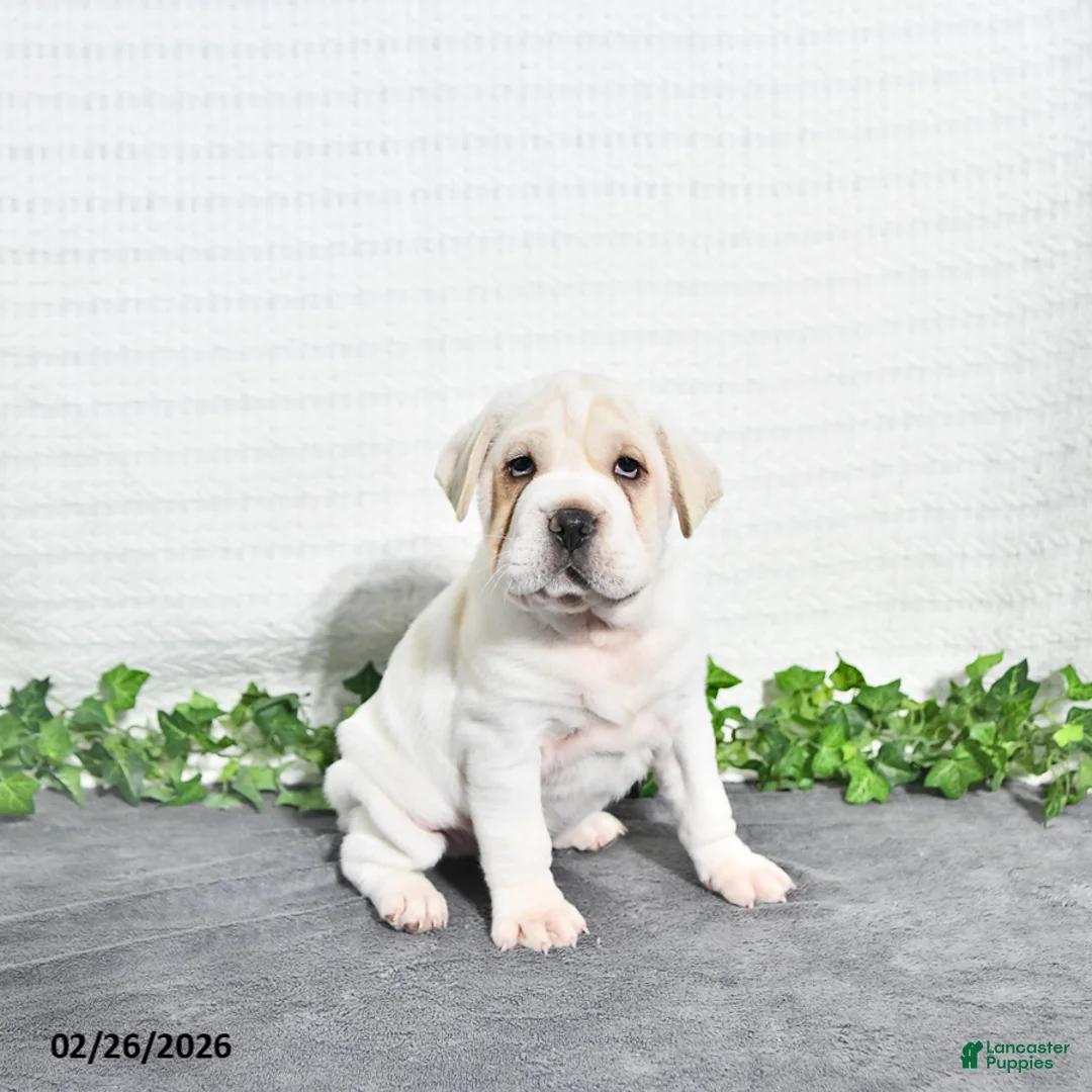 Mini Hippo dogs for sale: Bernie - Ad 1