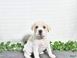 Mini Hippo dogs for sale: Bernie - Ad 3