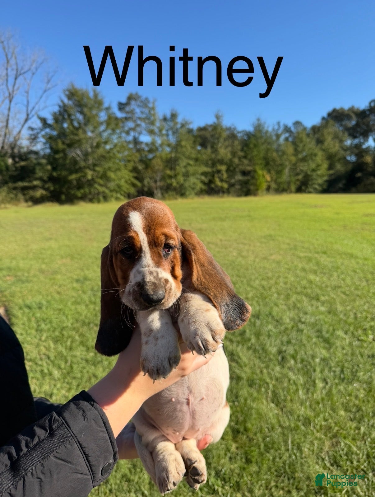 Basset Hound dogs for sale: Whitney - Ad 2