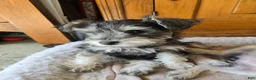 Miniature Schnauzer dogs for sale: Miniature Schnauzer Female 3 - Ad 1