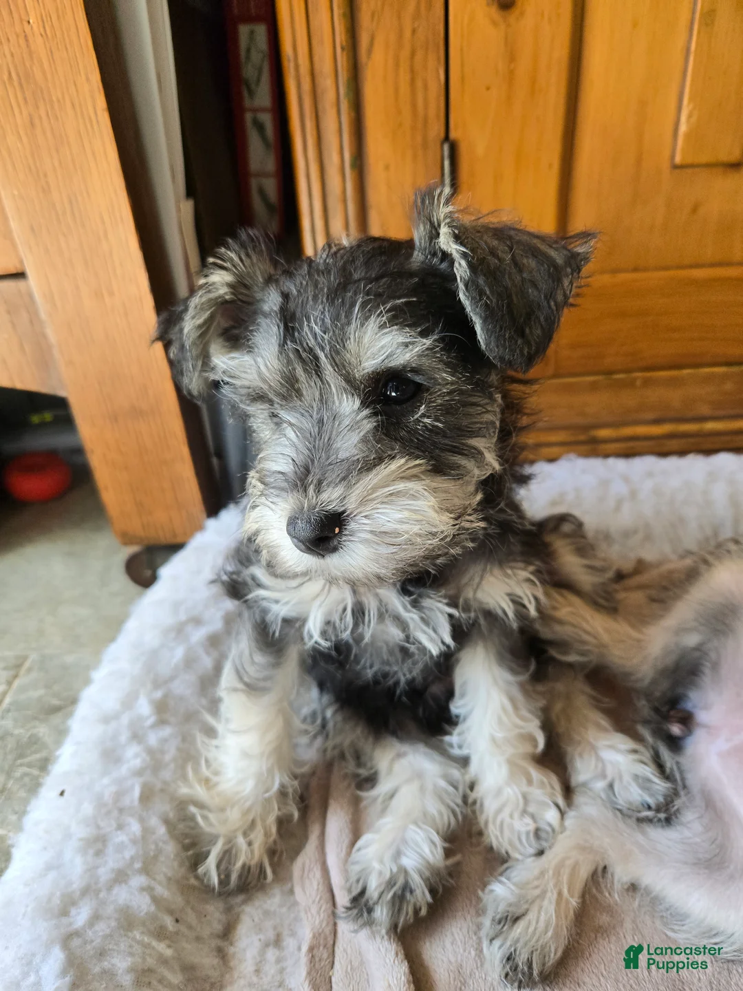 Miniature Schnauzer dogs for sale: Miniature Schnauzer Female 3 - Ad 1