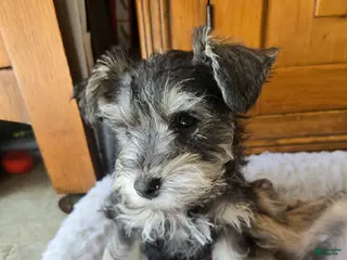 Miniature Schnauzer dogs Miniature Schnauzer Female 3 - Ad 3