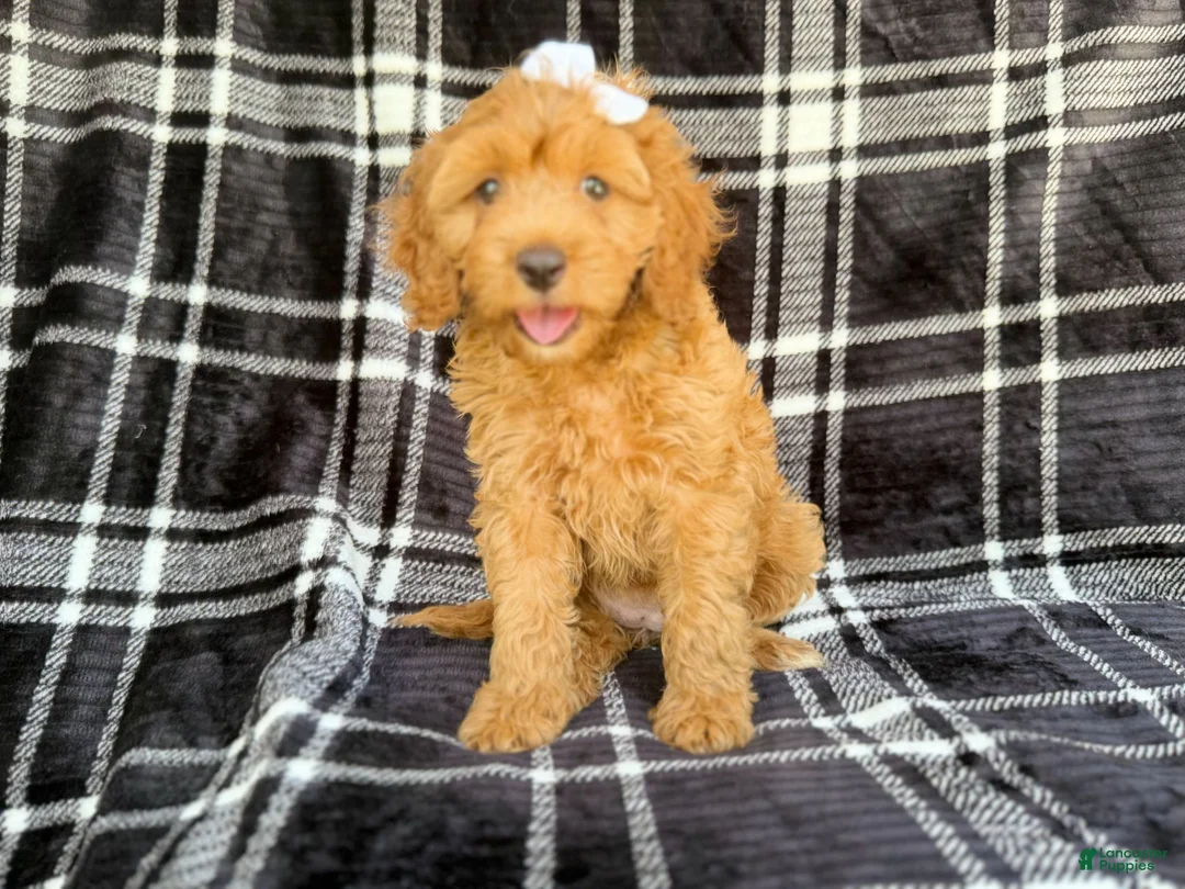 Cockapoo dogs for sale: Tinsley - Ad 1