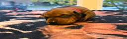 Dachshund dogs for sale: Dakota - Ad 5