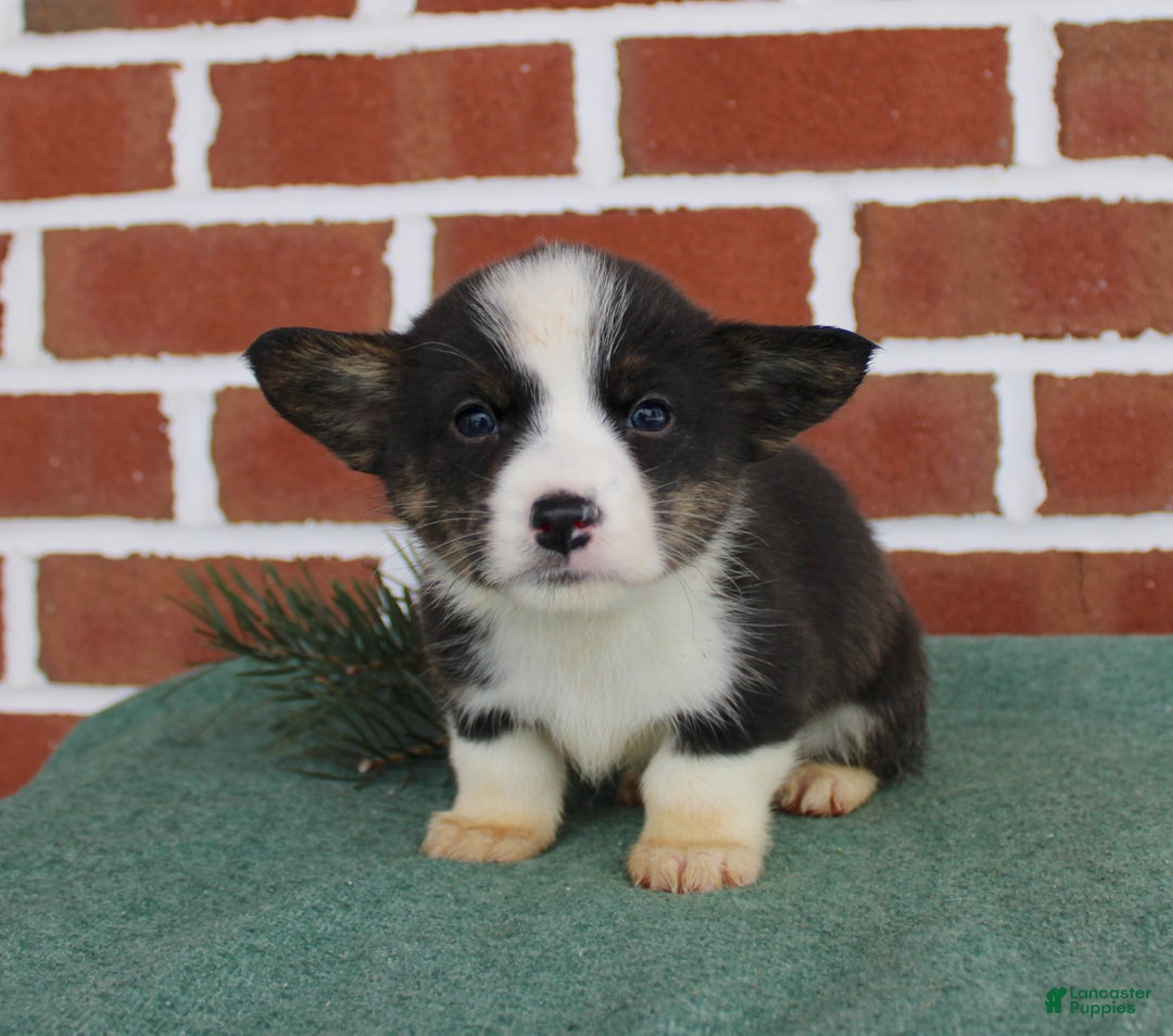 Welsh Corgi Pembroke dogs for sale: Josh - Ad 3