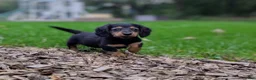 Miniature Dachshund dogs for sale: River  - Ad 6