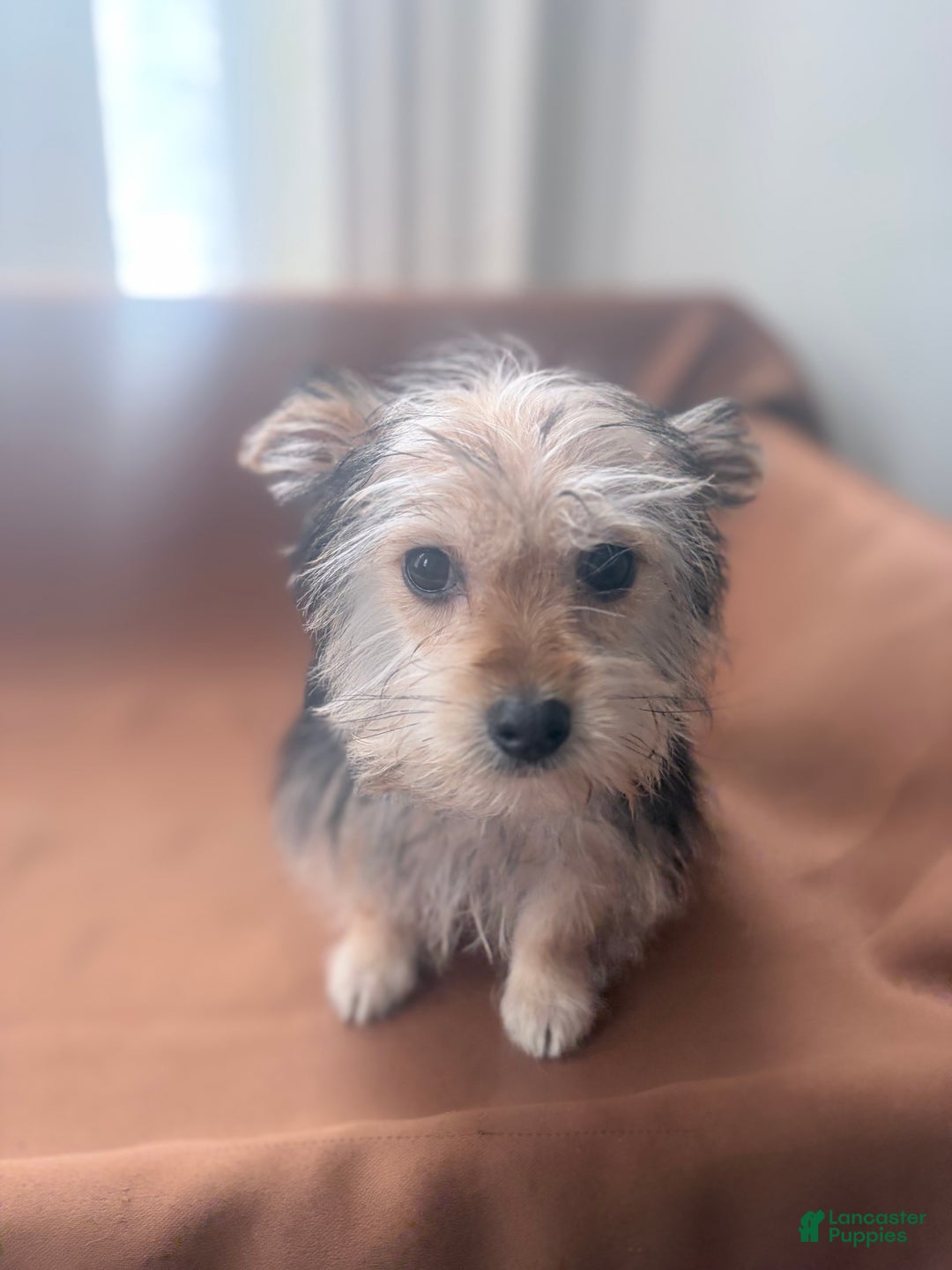 Morkie dogs for sale: Blue - Ad 4