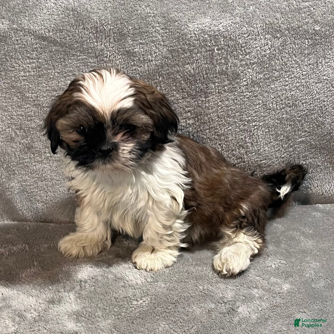 Shih Tzu dogs for sale: Harrison - Ad 6