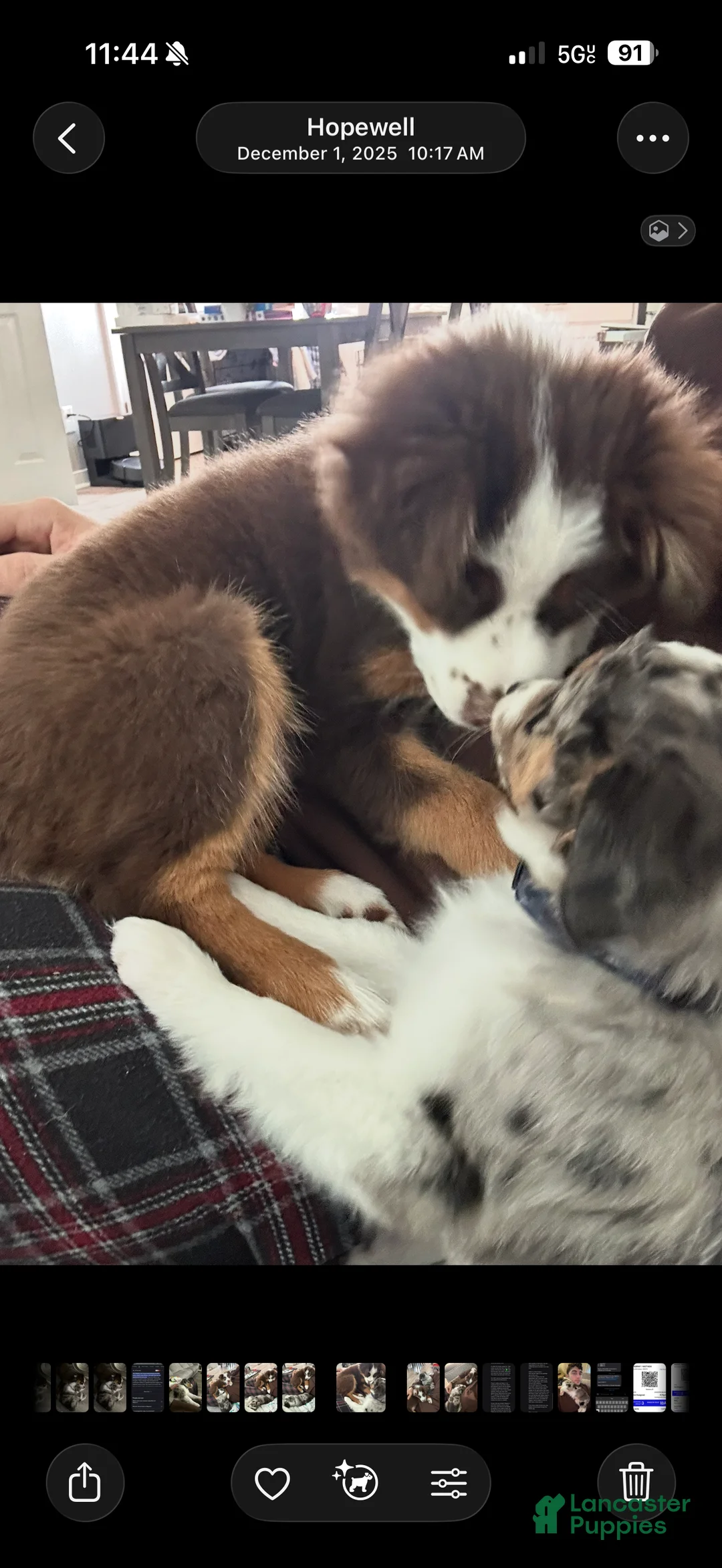 Miniature Australian Shepherd dogs for sale: Miniature Australian Shepherd Puppy 1 - Ad 7