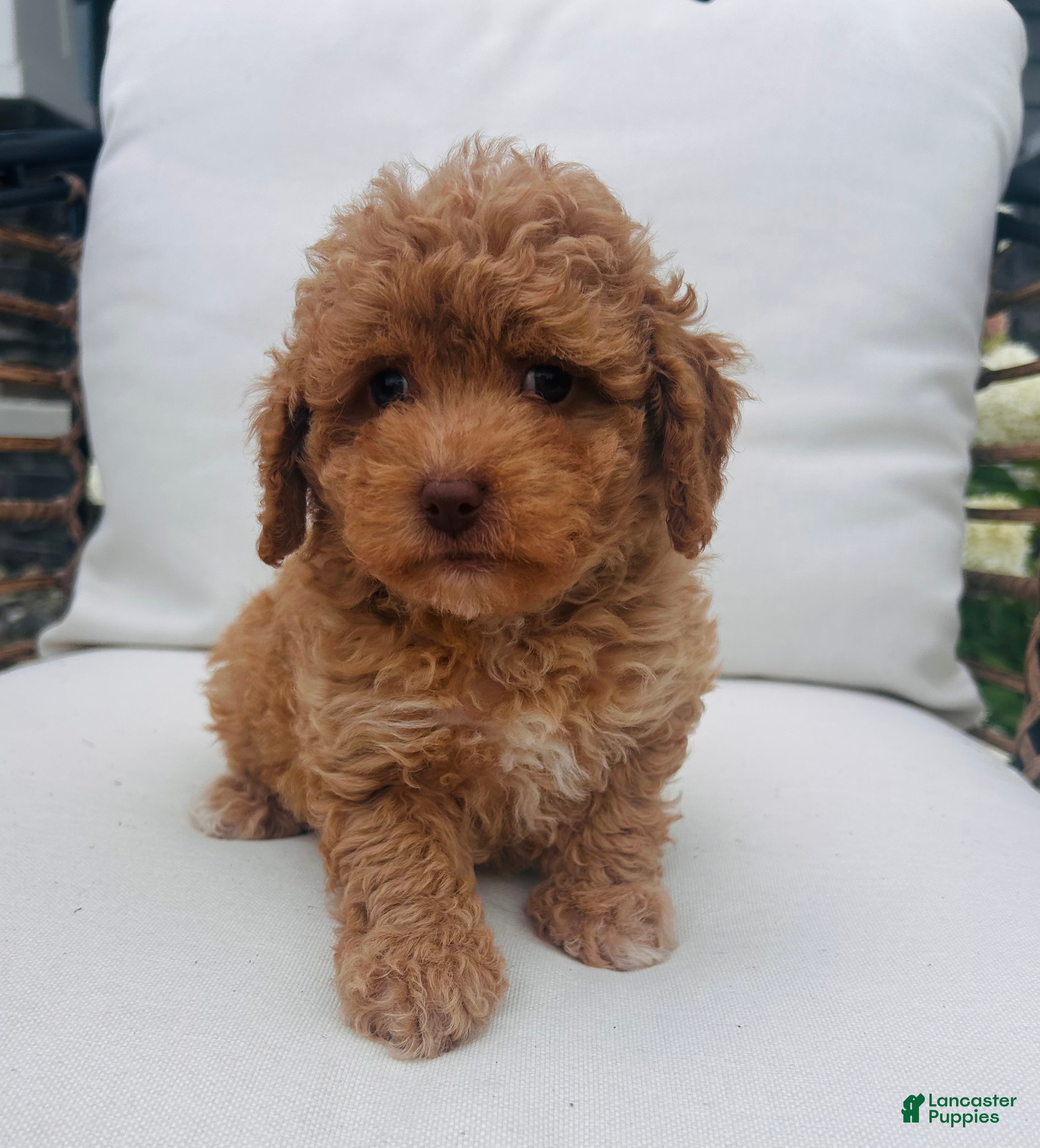 Toy Poodle dogs for sale: Teddy - Ad 3