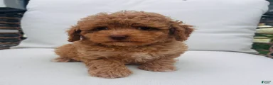 Teddy
