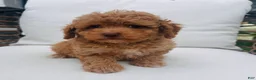 Toy Poodle dogs for sale: Teddy - Ad 1