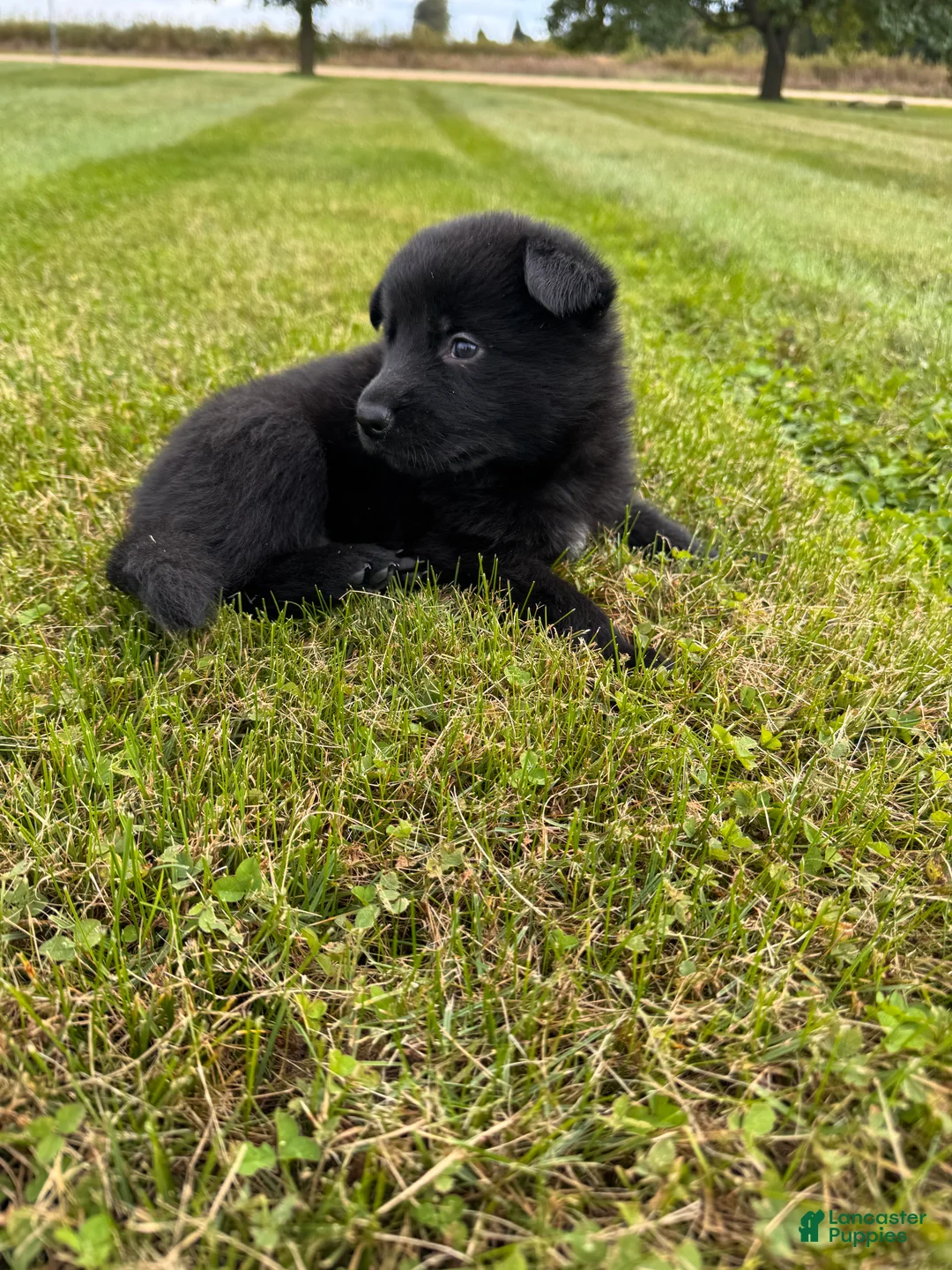 German Shepherd dogs for sale: All black female with white chest  - Ad 2