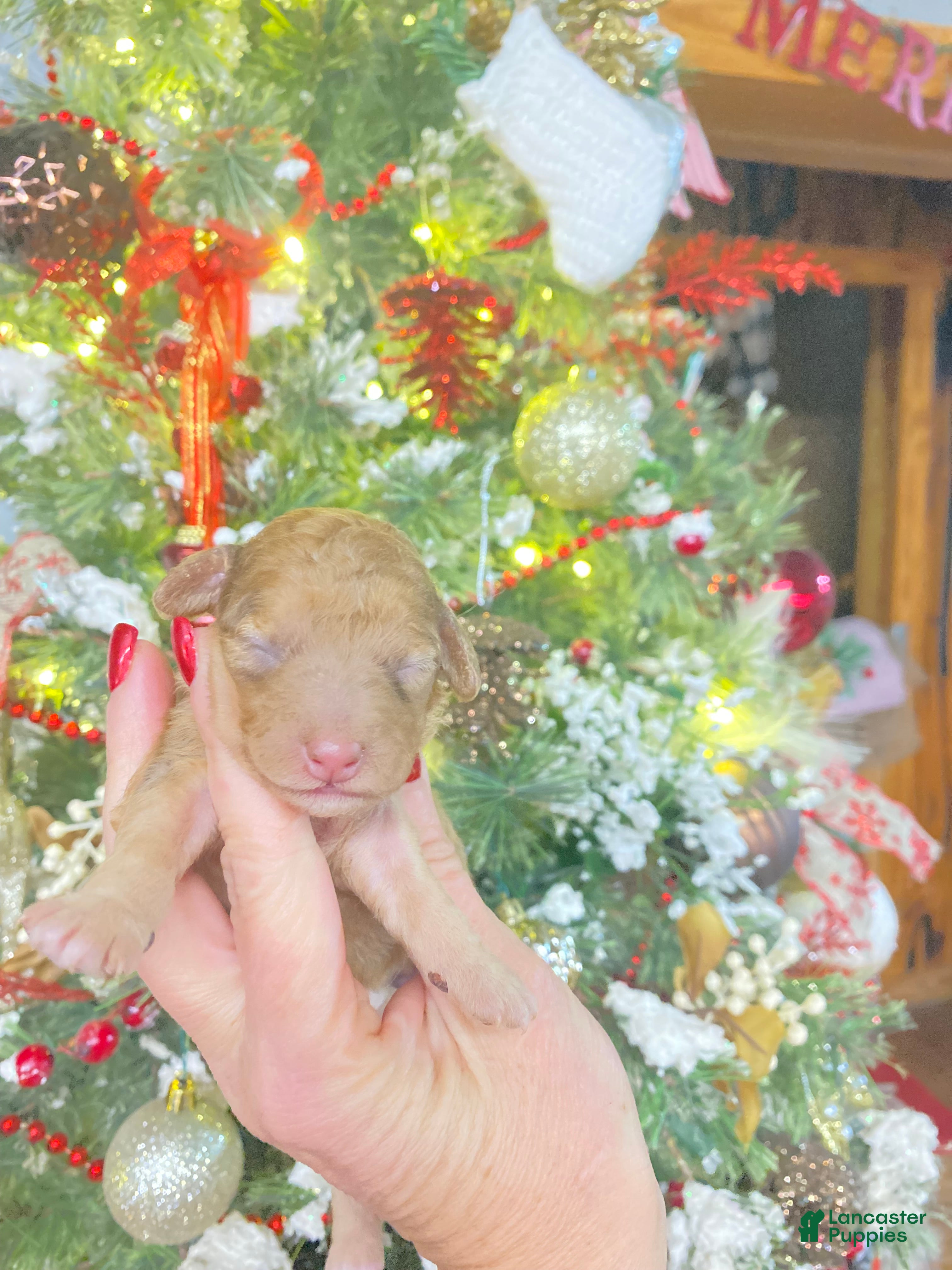 Cockapoo dogs Cockapoo Puppy 7 - Ad 11