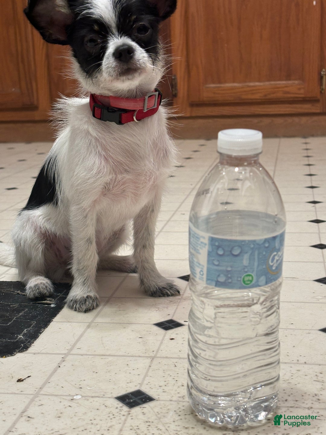 Chihuahua dogs for sale: Chihuahua Puppy 2 - Ad 5