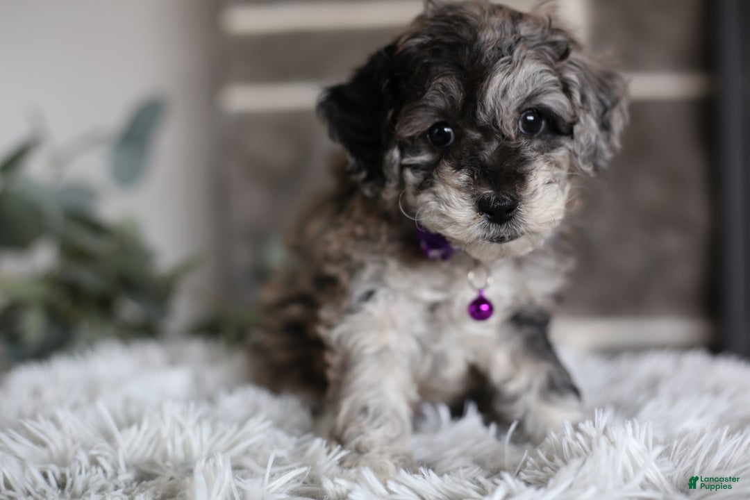 Miniature Poodle dogs for sale: Evie - Ad 2