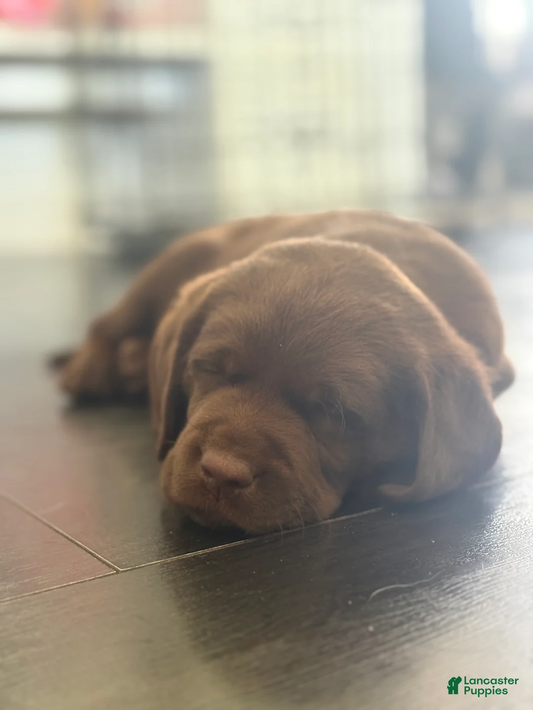 Labrador Retriever dogs for sale: Belle - Ad 2