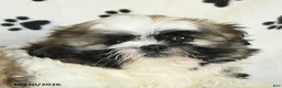 Shih Tzu dogs for sale: Quincy - Ad 4