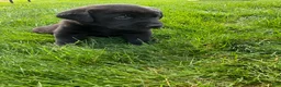 Labrador Retriever dogs for sale: Boone - Ad 5