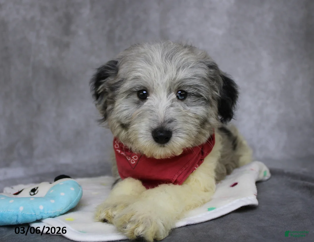 Mini Aussiedoodle dogs for sale: Cooper - Ad 6