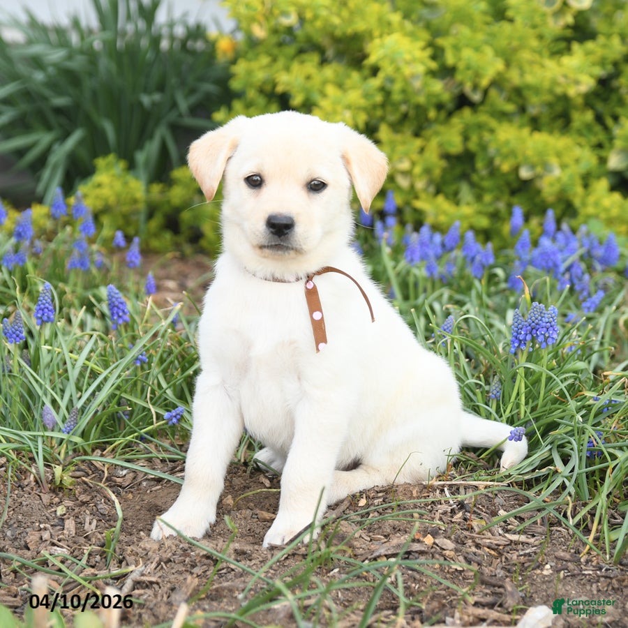 Mixed Breed dogs Cali  - Ad 2