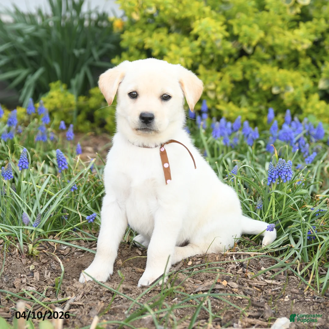 Mixed Breed dogs for sale: Cali  - Ad 2