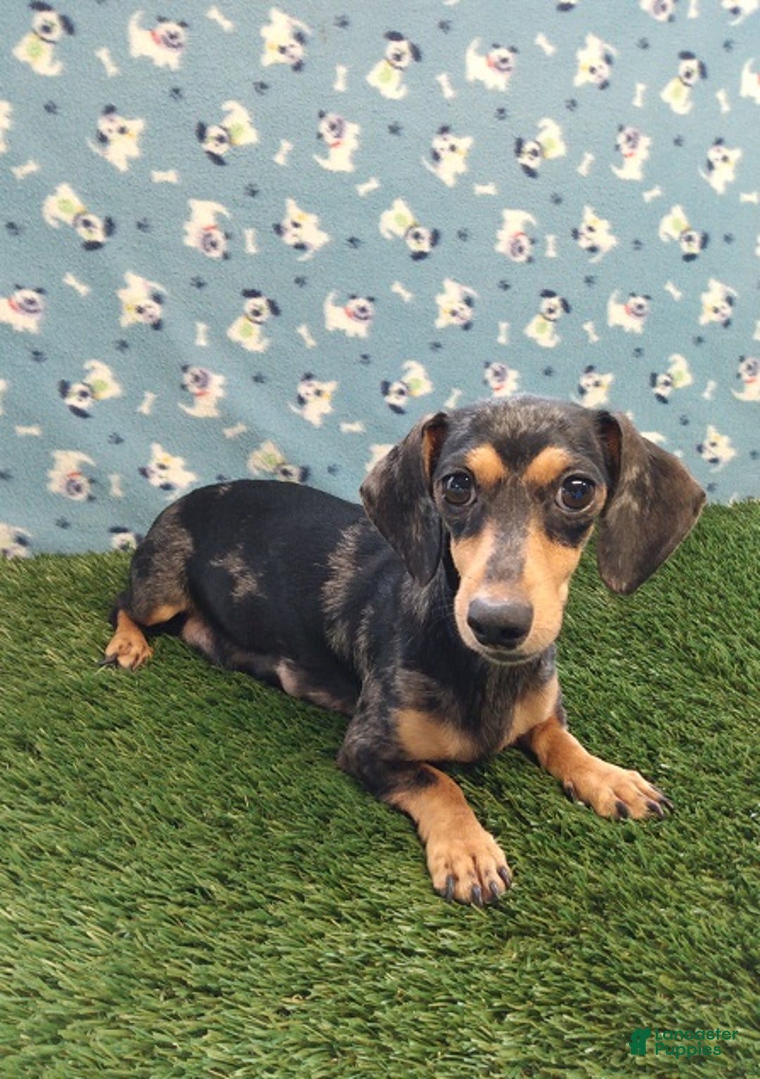 Miniature Dachshund dogs for sale: Panda-AKC - Ad 16