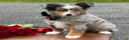 Toy Australian Shepherd dogs for sale: Tucker  - Ad 7