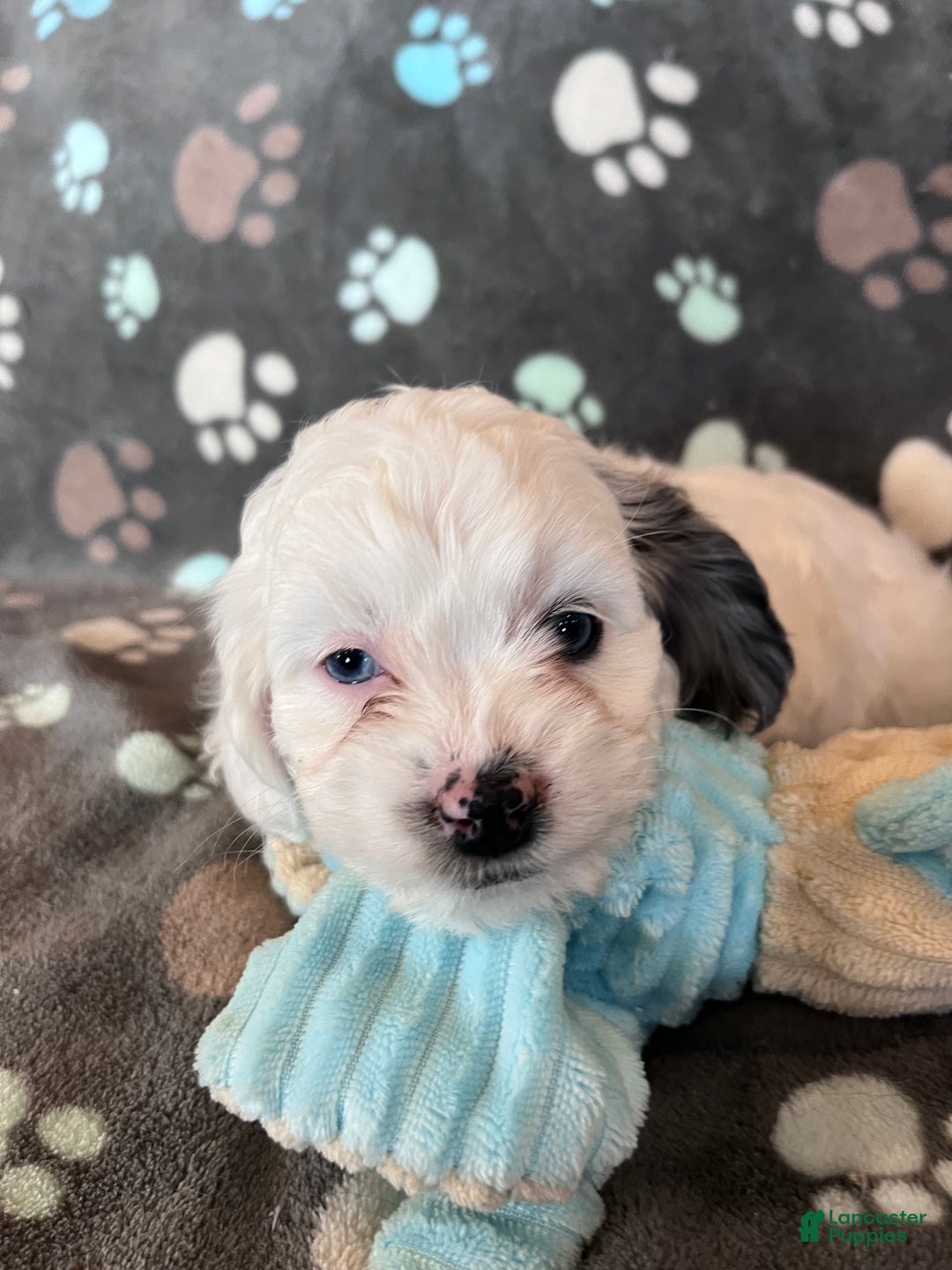 Cockapoo dogs for sale: Cockapoo Puppy 5 - Ad 8