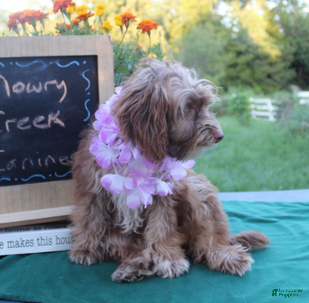 Aussiedoodle dogs for sale: Victoria - Ad 2