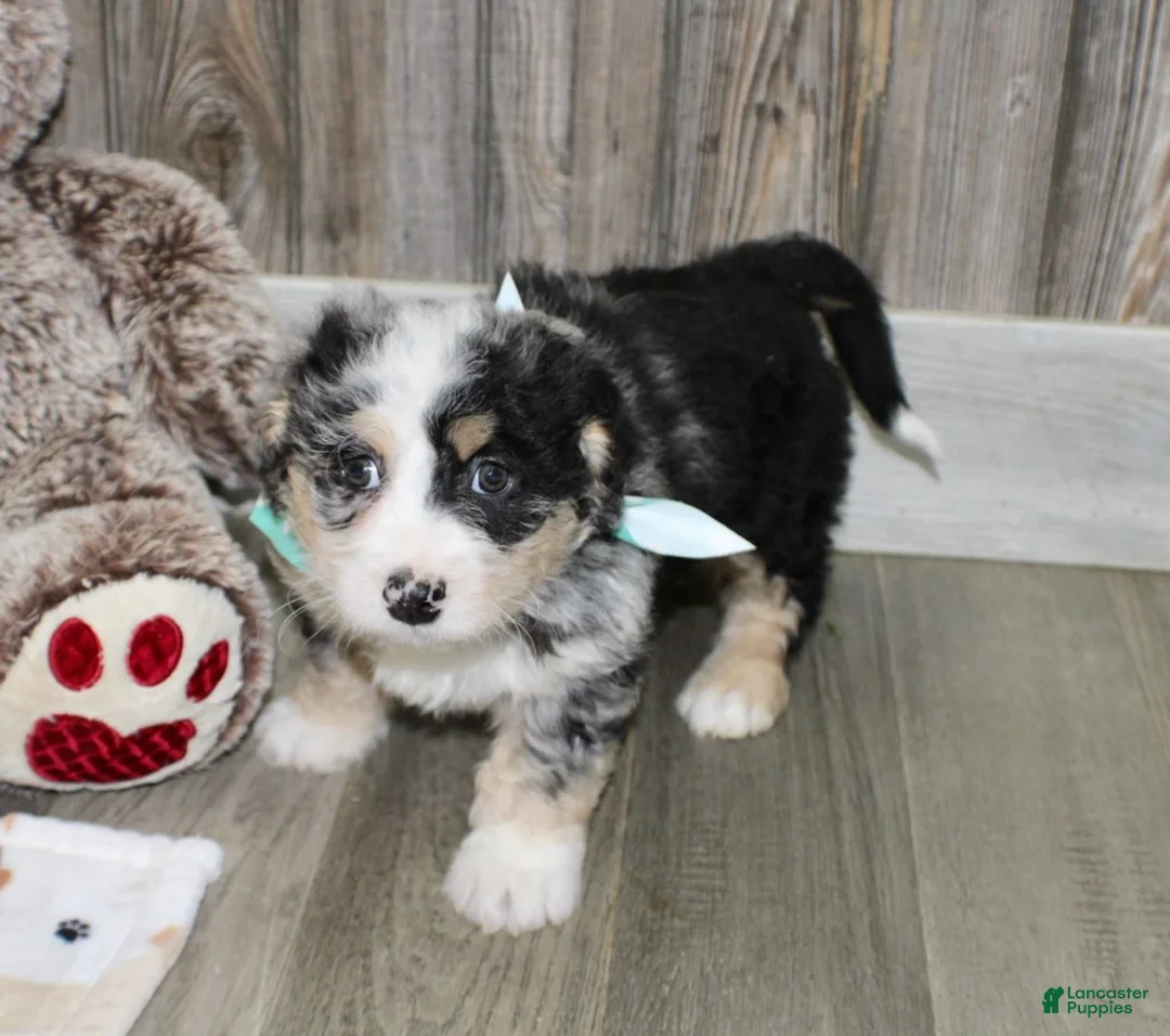 Mini Bernedoodle dogs for sale: Leo - Ad 4
