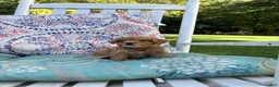 Mini Goldendoodle dogs for sale: Princess - Ad 21