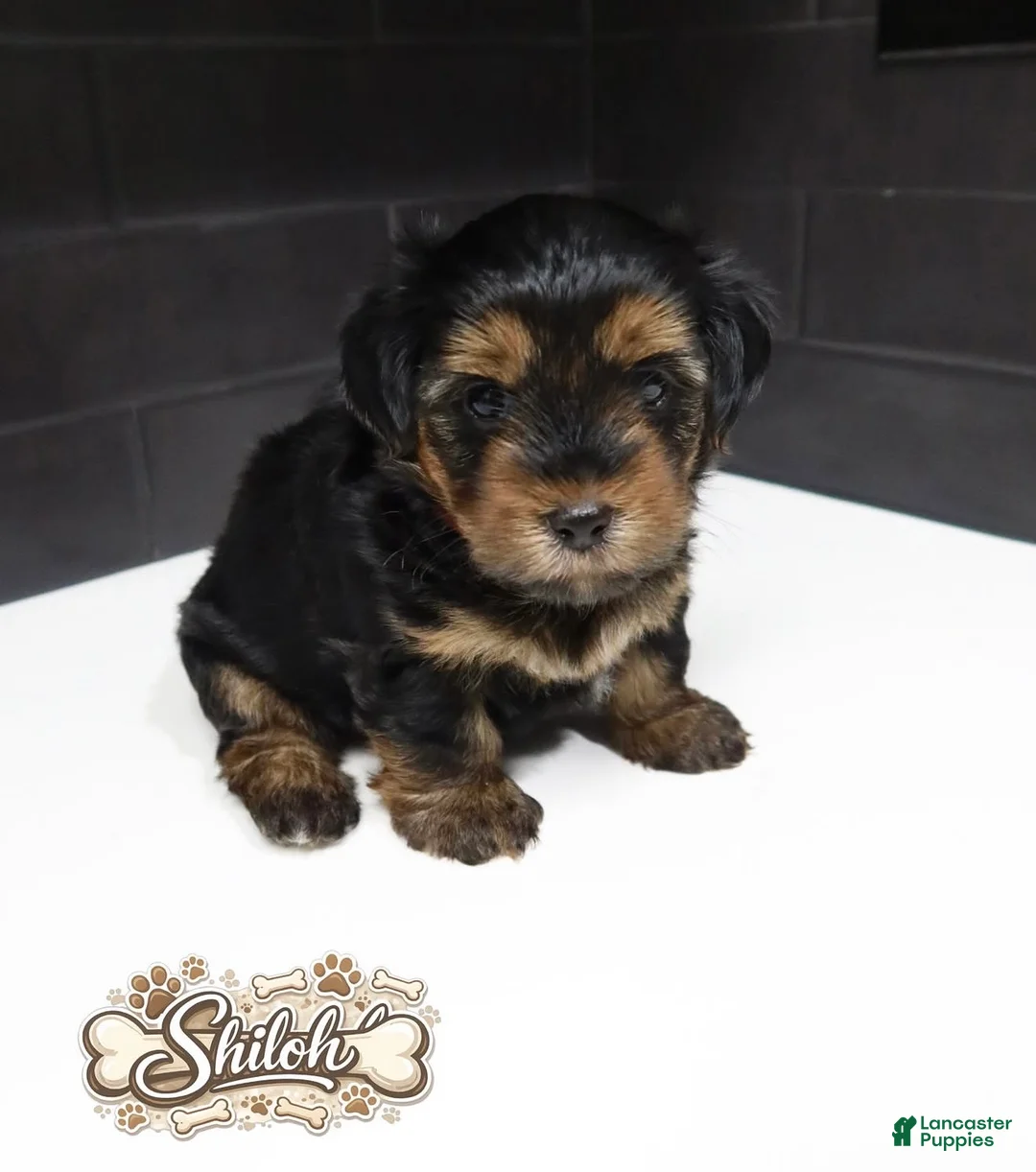 Shorkie dogs for sale: Shorkie 5 (Red Collar) - Ad 2