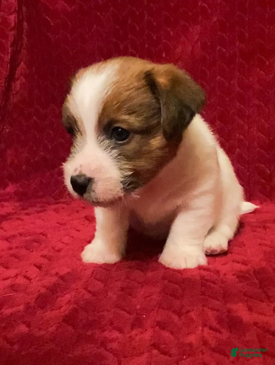 Jack Russell Terrier dogs for sale: Jack Russell Terrier Puppy 1 - Ad 7