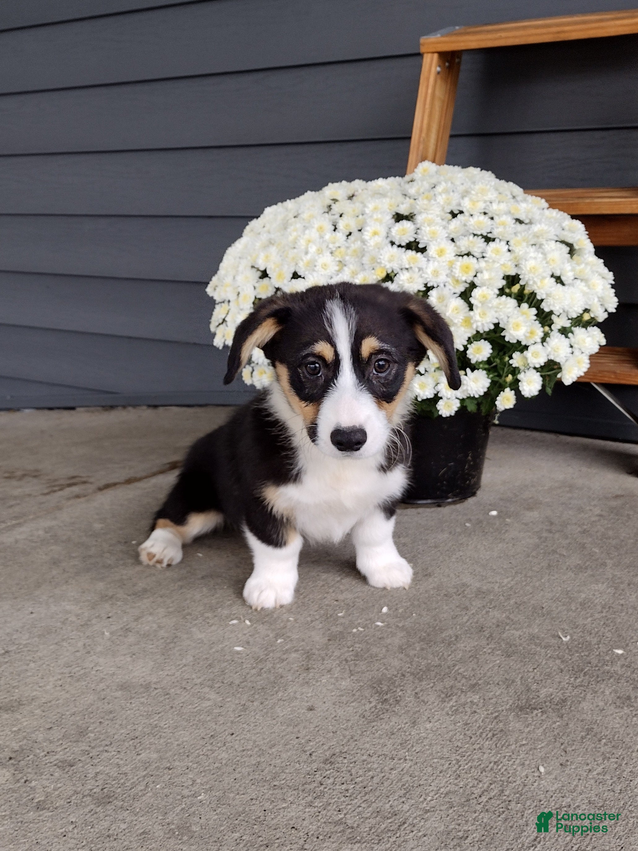 Milo (Pembroke Corgi, Male) in Dundee, OH