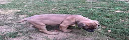 Cane Corso dogs for sale: Cane Corso 1 - Ad 38