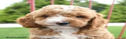 Cockapoo dogs for sale: Asa - Ad 3