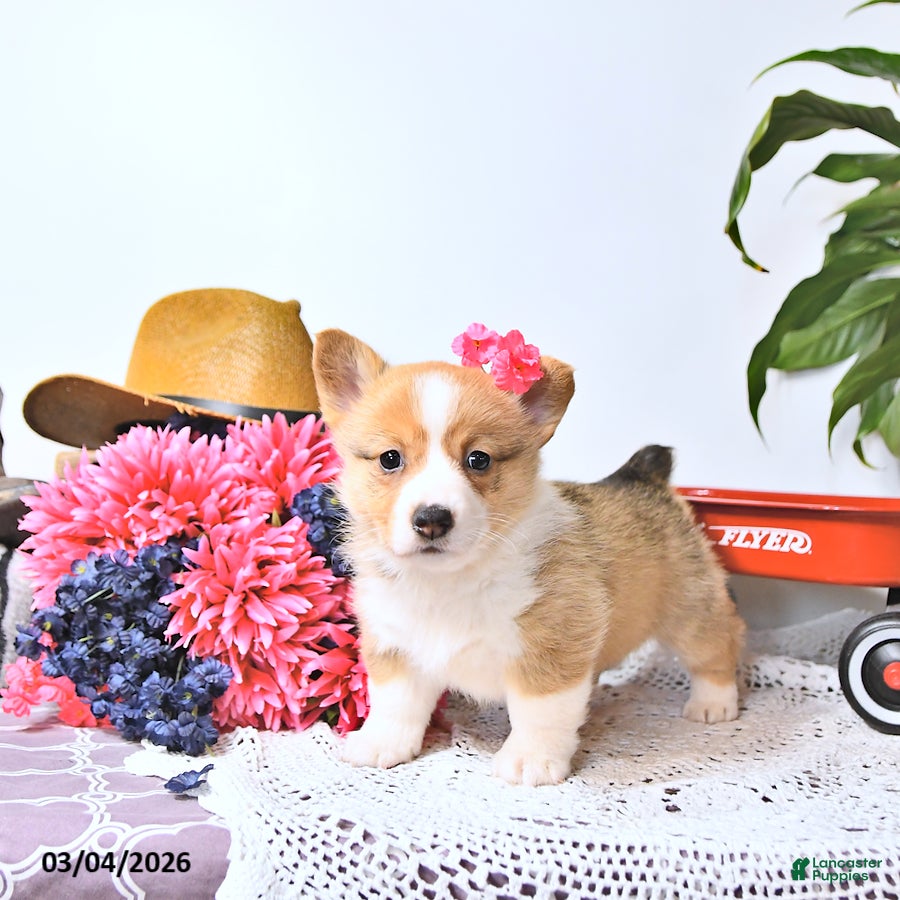 Welsh Corgi Pembroke dogs Kelly - Ad 1