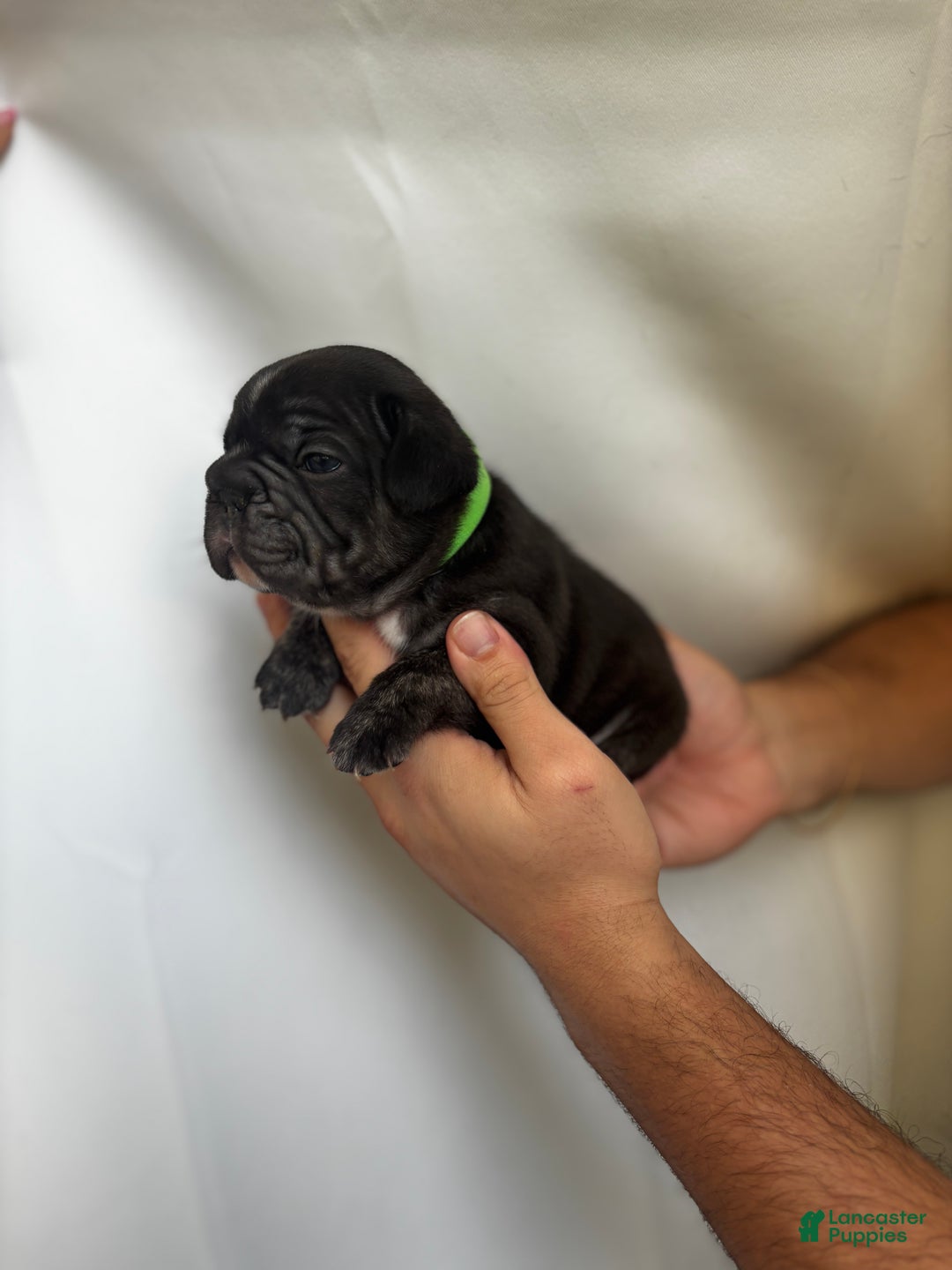 French Bulldog dogs for sale: Thunder - Ad 8