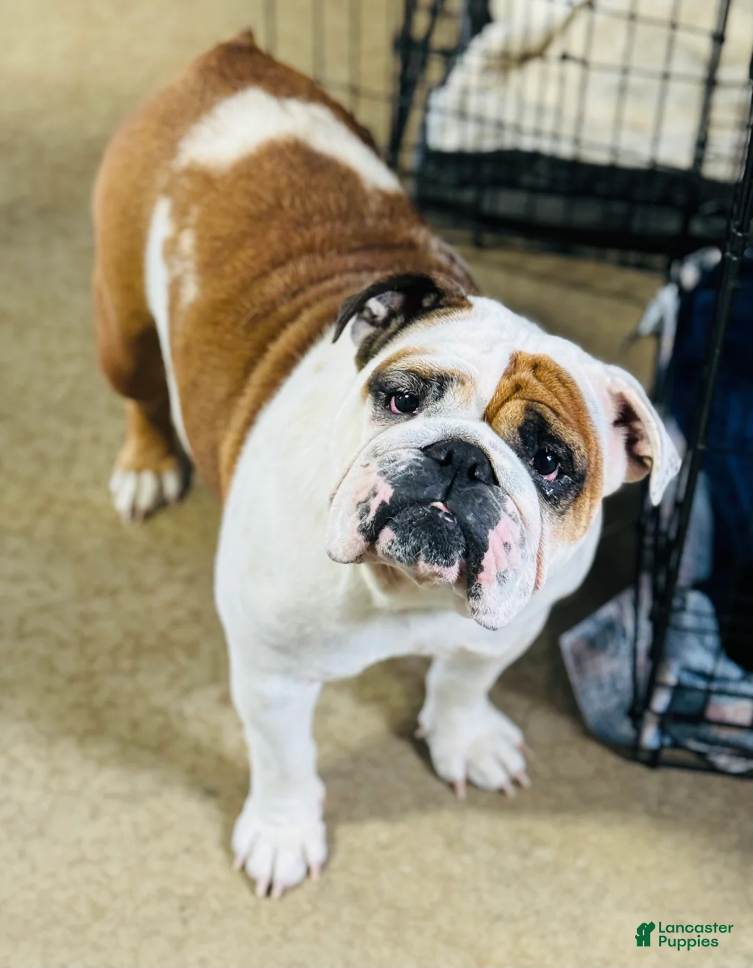 English Bulldog dogs for sale: Lilly  - Ad 5