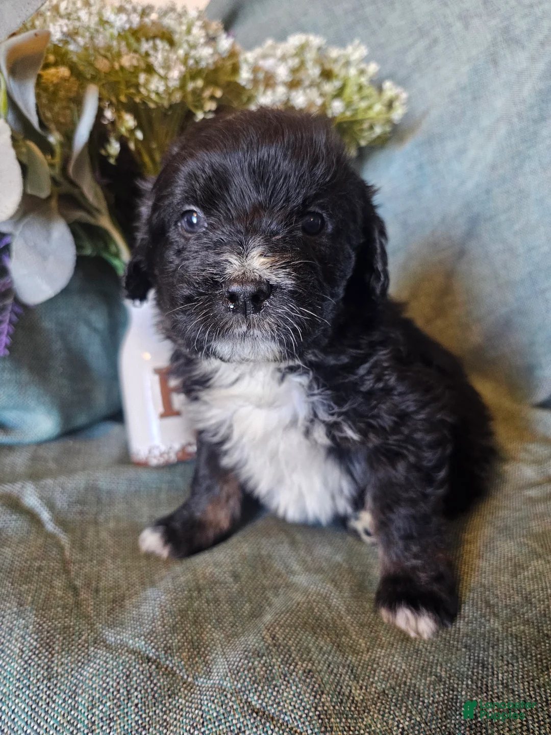 Mixed Breed dogs for sale: Poppy  - Ad 3