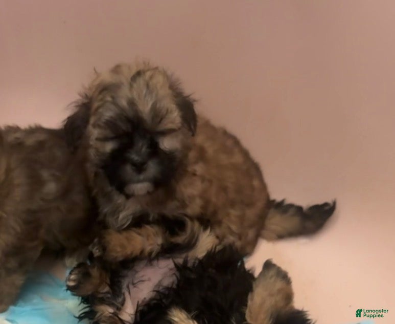 Morkie dogs Morkie 1 - Ad 5