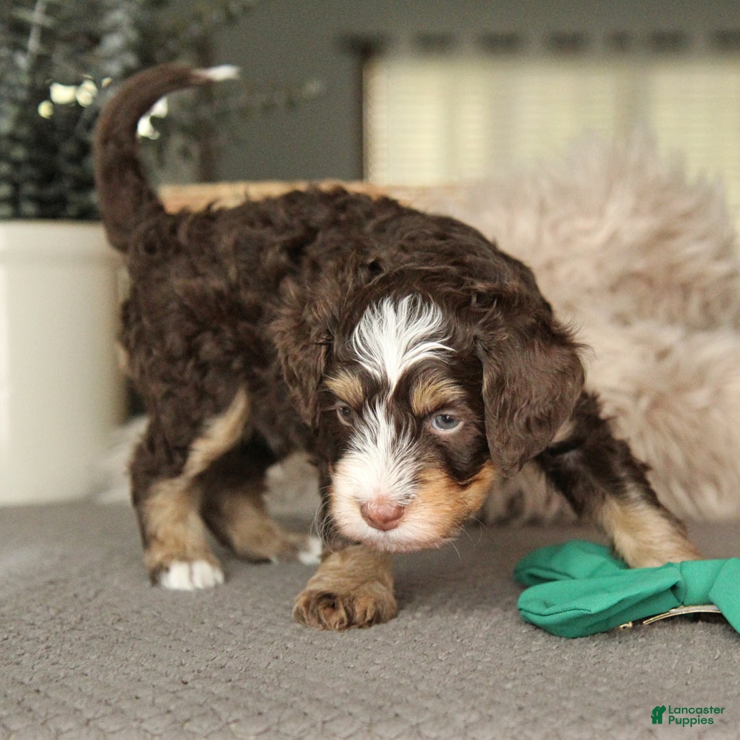 Bernedoodle dogs for sale: Loki Minh - Ad 5