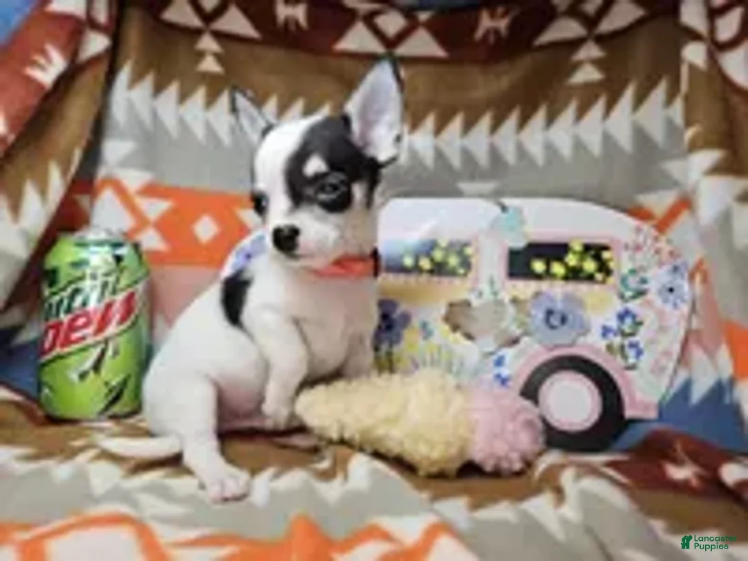 Chihuahua dogs for sale: Bo Jango - Ad 2