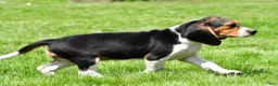 Beagle dogs for sale: Sandy - Ad 7