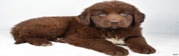 Newfoundland dogs for sale: Harper - Ad 1