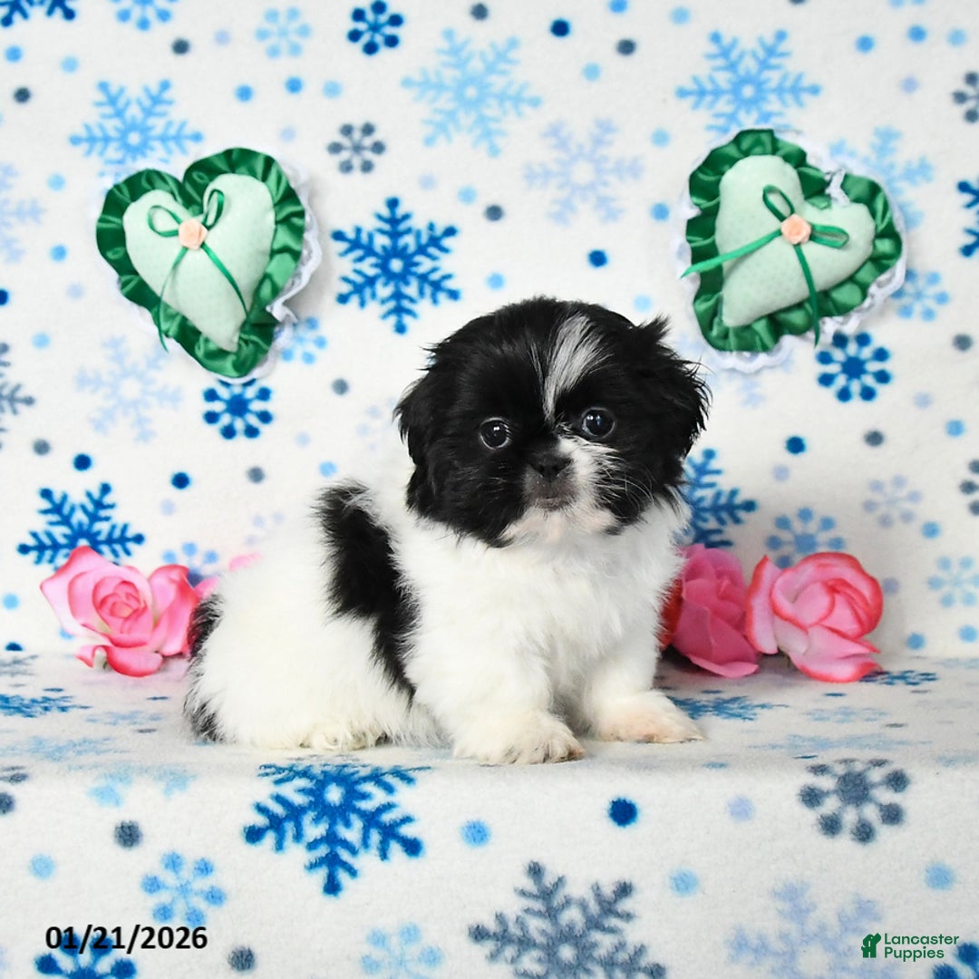 Shih Tzu dogs for sale: Lucy - Ad 2