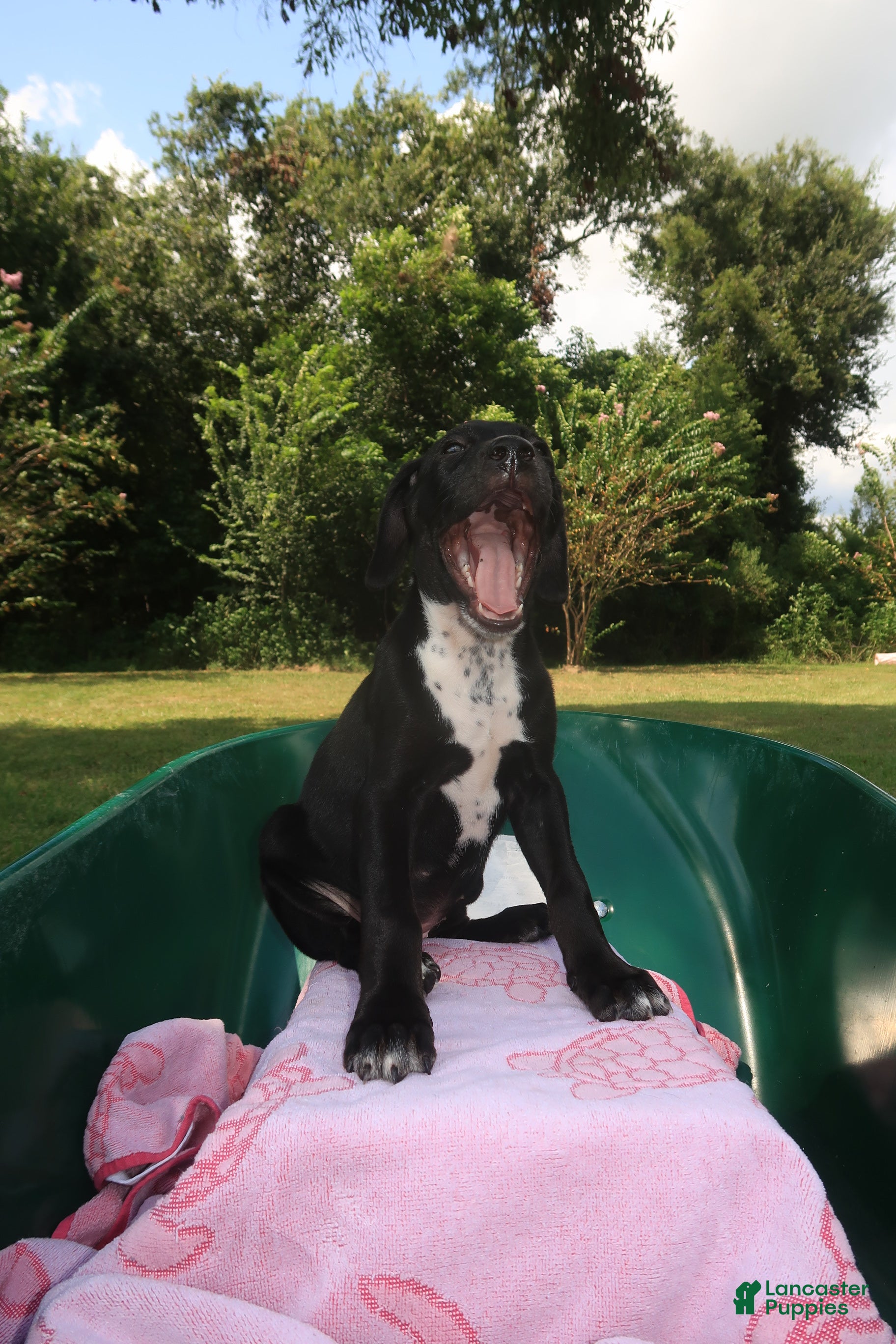 Mixed Breed dogs Kenzie - Ad 2