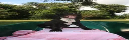 Mixed Breed dogs for sale: Kenzie - Ad 2
